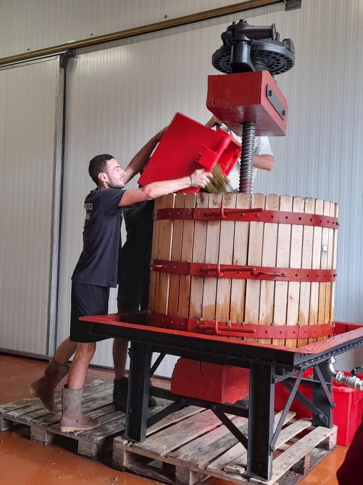 Pressurage raisin blanc