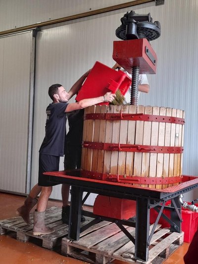 Pressurage raisin blanc