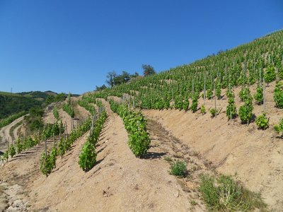 Les vignes en coteau