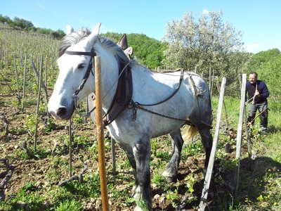 Dans les vignes