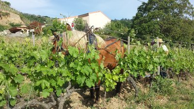 Cheval dans les vignes