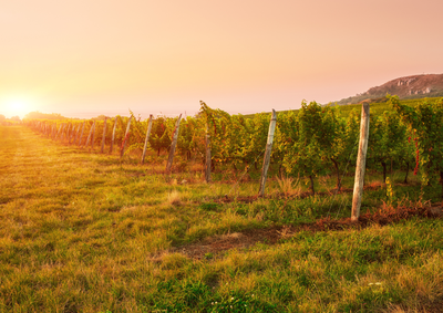 Randonnée au cœur du berceau du Saint-Joseph - Mauves_Mauves