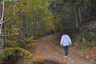 Forêts de hêtres