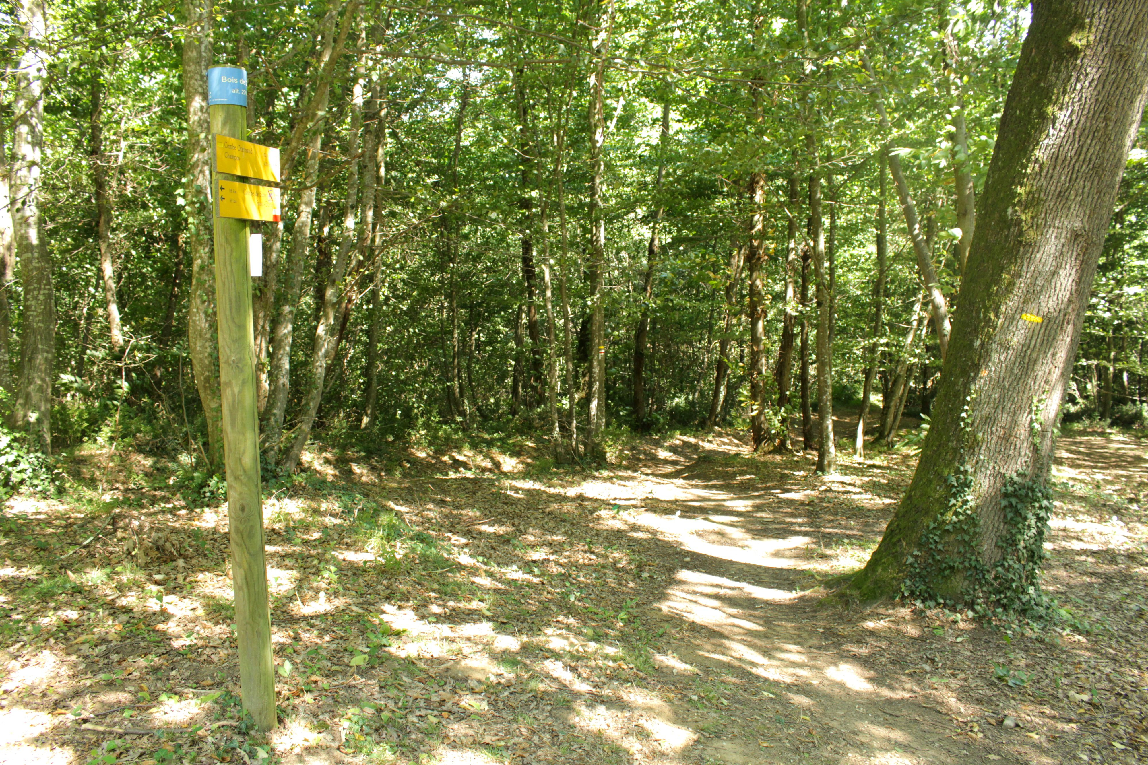 Sentier forestier