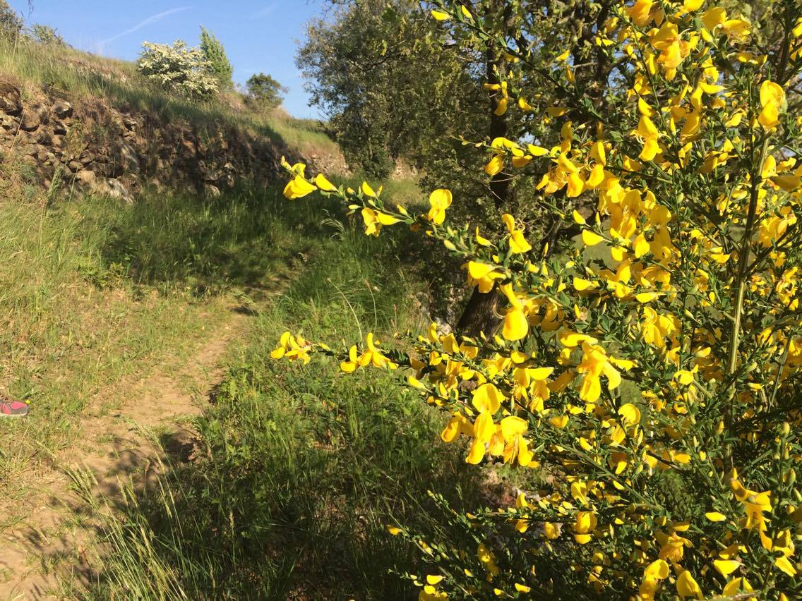 Chemin de randonnée