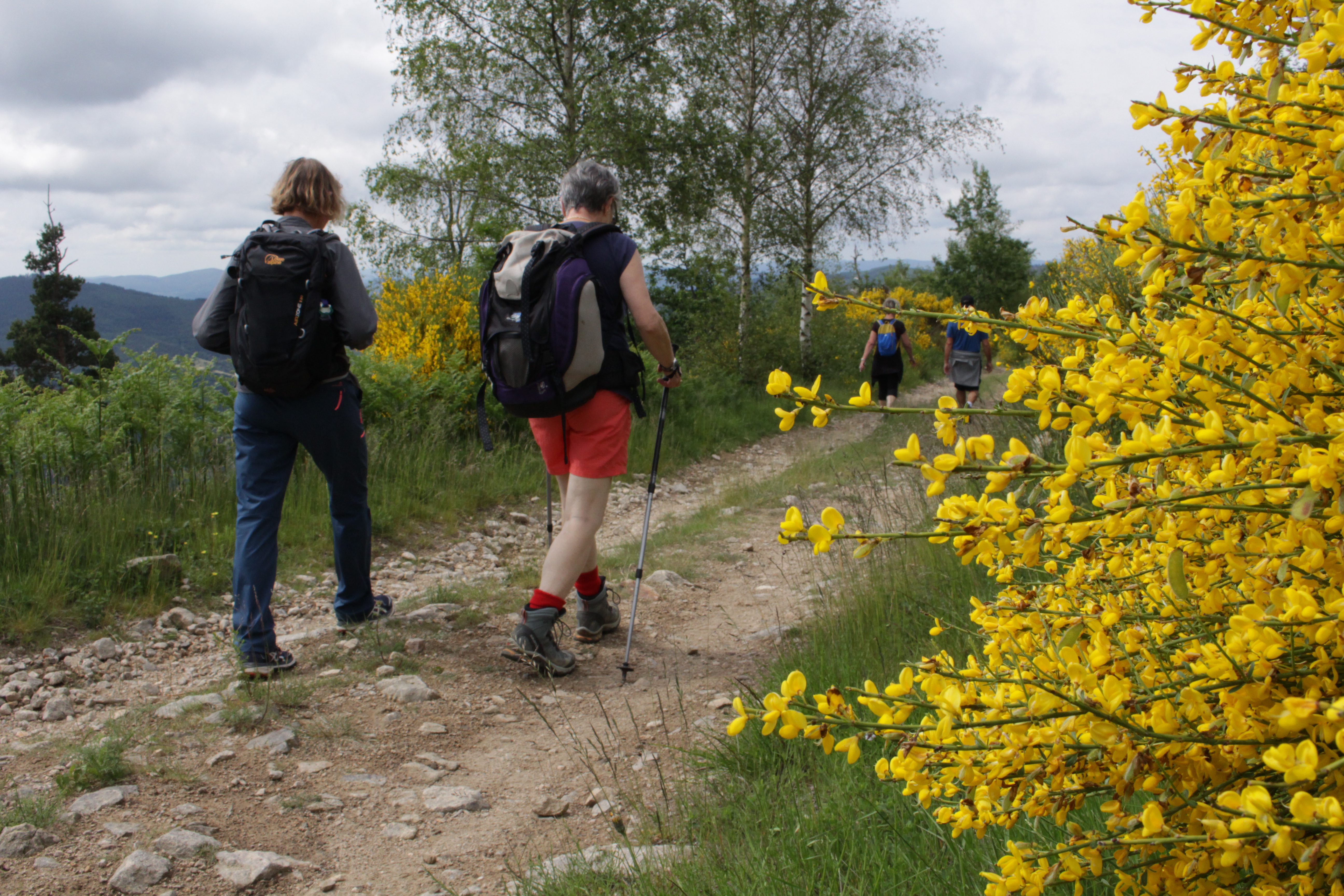 Genêts en fleurs sur le Massif du Sardier