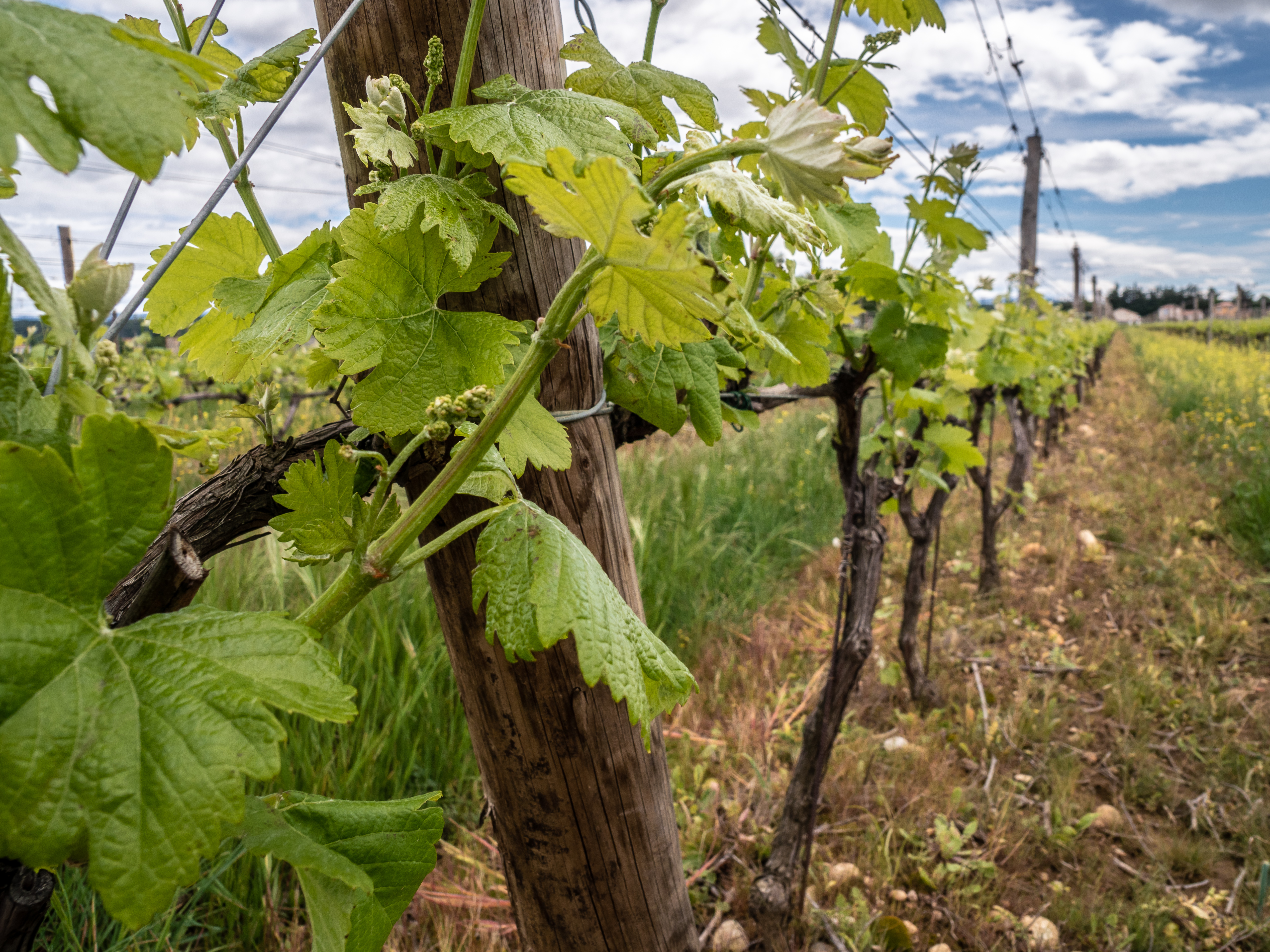 Plaine viticole de Beaumont Monteux