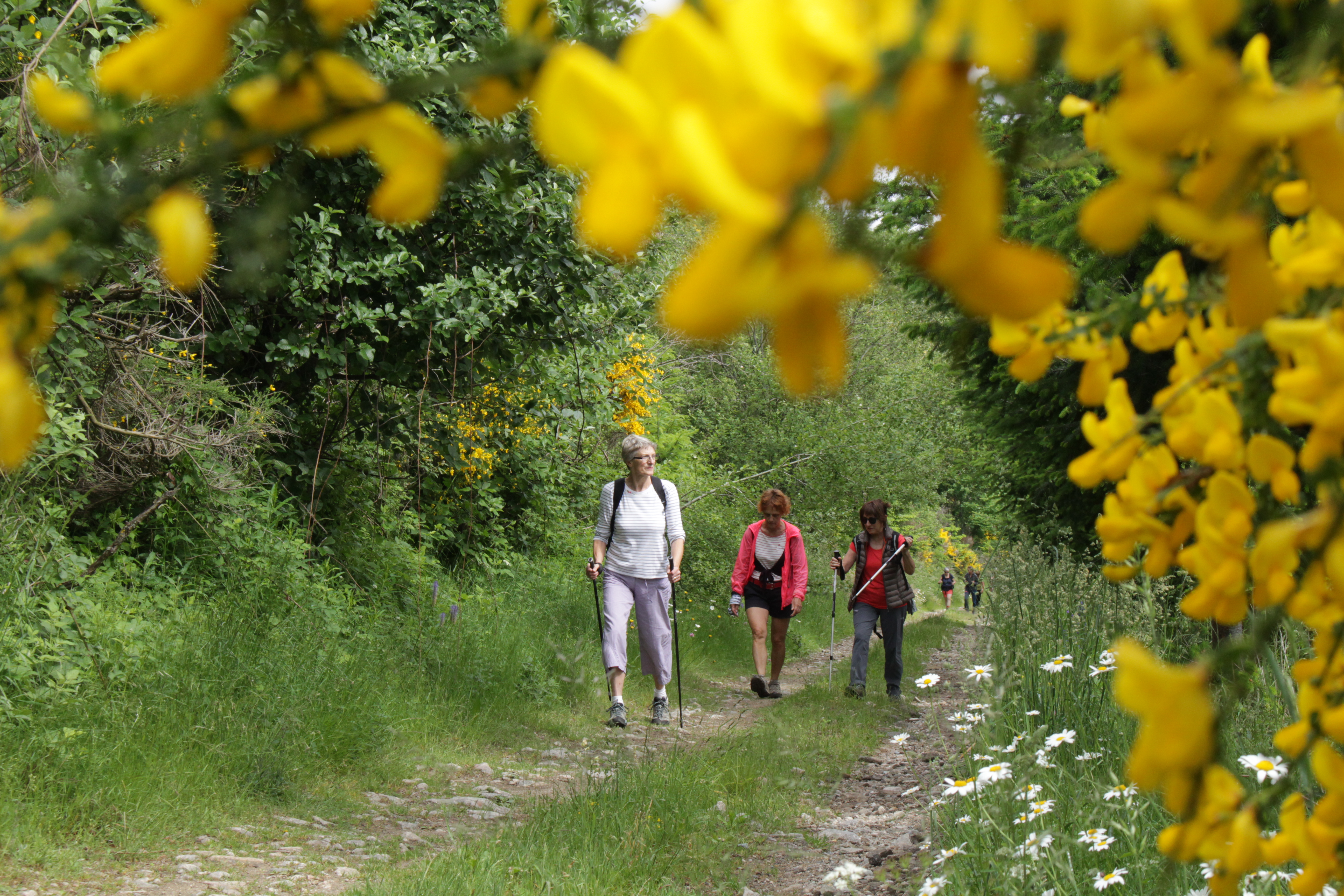 Chemin bucolique