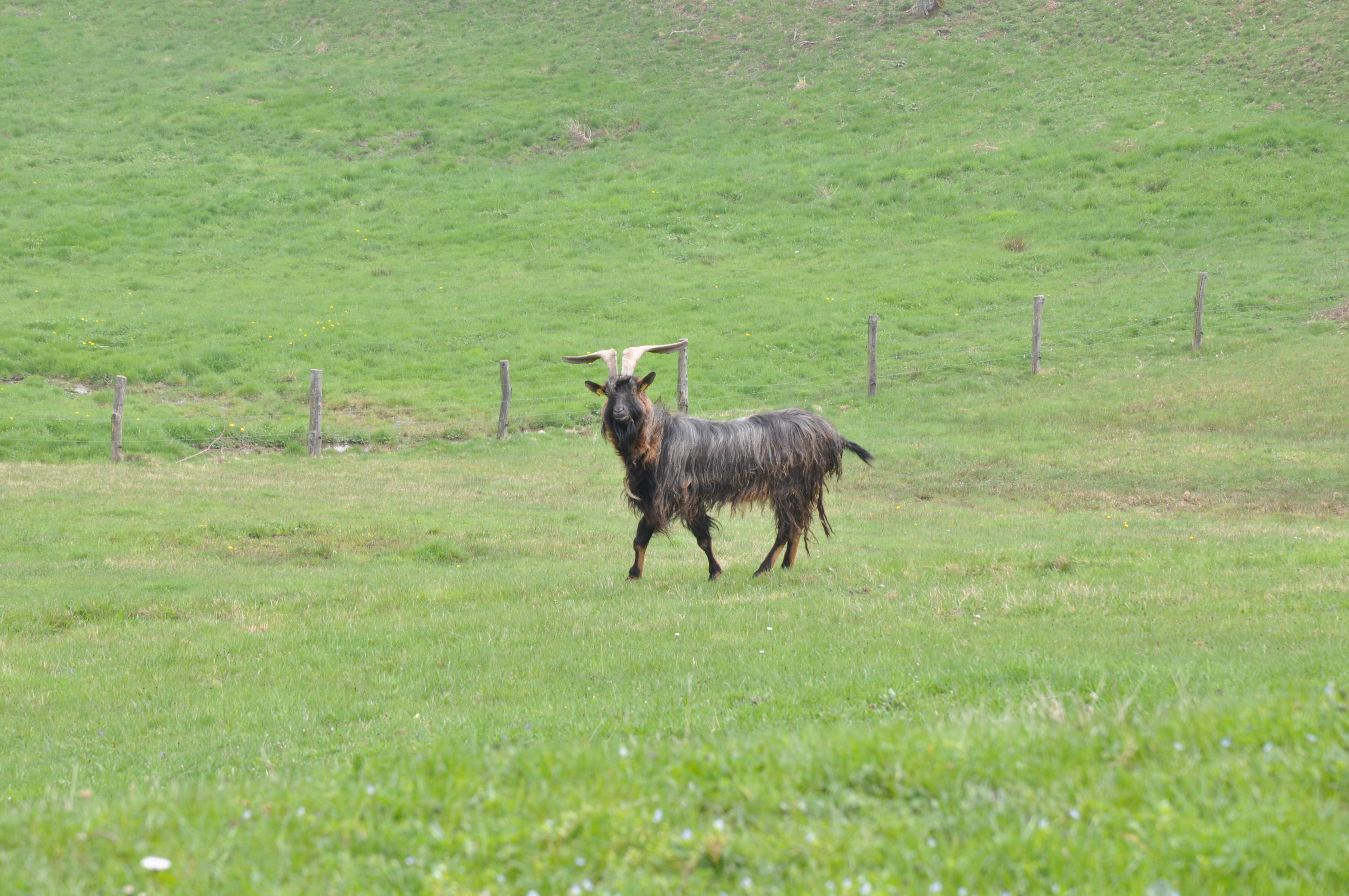 Bouc dans un pré